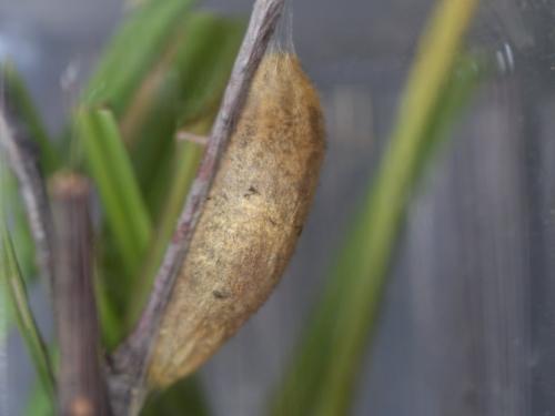 Réf. 285 681 : Euthrix potatoria